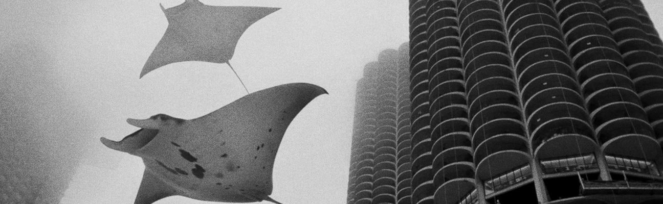 PES Motion Studio animation: giant manta rays swimming past Marina City in Chicago